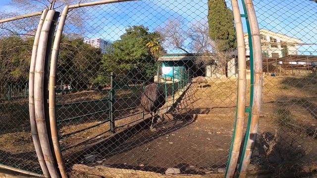 СОЧИ парк ДЕНДРАРИЙ зимой 2022 смотреть онлайн