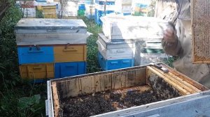 Лучший кассетный лежак, мёда в 2 раза меньше прошлогоднего