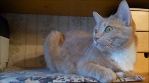 Синички за окном // Birds outside the window