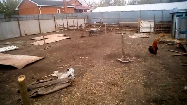 Свиньи вьетнамской породы