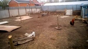 Свиньи вьетнамской породы