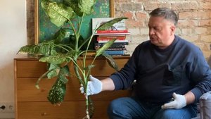 Растение, которое оклеветали!