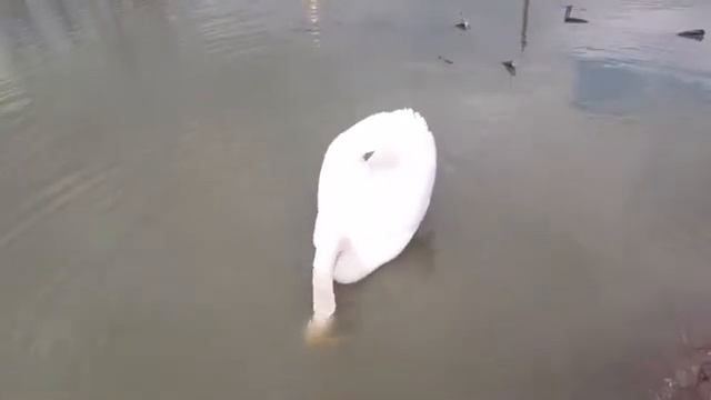 Красивый лебедь в парке на городском пруду смотреть онлайн