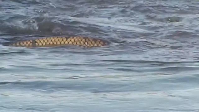 НЕРЕСТ САЗАНА(КАРПА) 2021.Завораживающее видео.Carp spawning