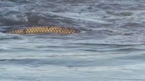 НЕРЕСТ САЗАНА(КАРПА) 2021.Завораживающее видео.Carp spawning
