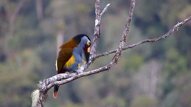 Plate-billed Mountain-Toucan, Andigena laminirostris, Dracula Reserve смотреть онлайн