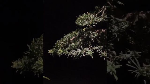 Taxus Cuspidata Multitrunk Bonsai