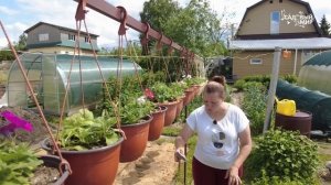 Как поливать петунии в кашпо и другие секреты  простого ухода за ампельными петуниями