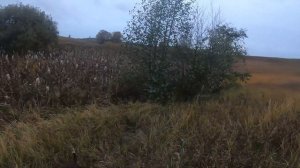 Охота на куропаток с собаками и без