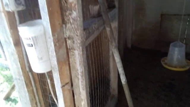 Супер средство от мух в сарае//Каким должен быть помет здоровой птицы. смотреть онлайн