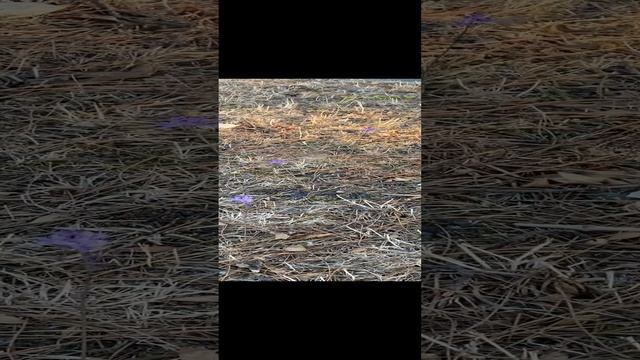 В Геленджике колибри. Но на самом деле это бабочка,которая похожа на настоящую колибри.видели?