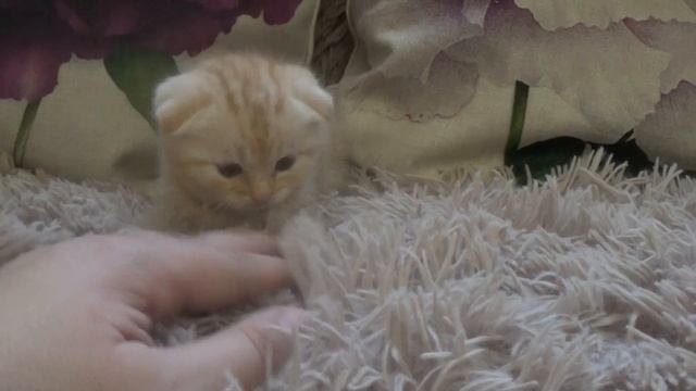 Шотландские котята , окрас табби   Котяткам один месяц