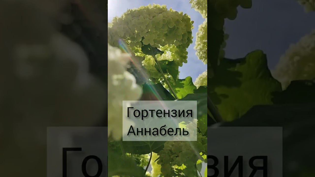 Как красиво смотрятся массивы! Массив из гортензии Аннабель.