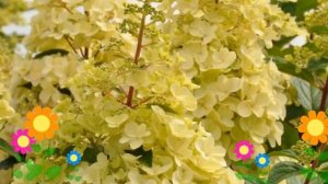 Гортензия метельчатая Candelelight. Краткий обзор, описание характеристик