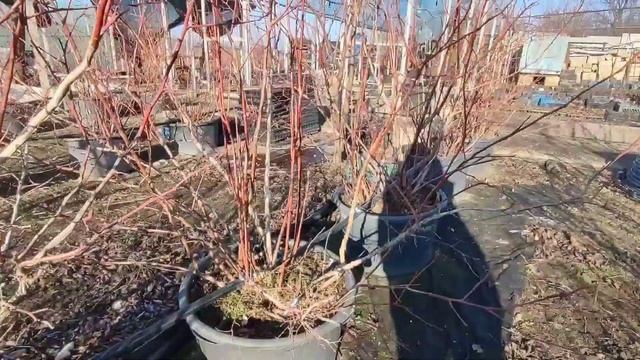 Обрезка голубики зимой. ? Обрезка саженцев 1,5 года ?3,5 года ? и взрослых 8 летних кустов смотреть онлайн