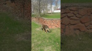 ФРИДА тип ГДР.НЕМЕЦКАЯ ОВЧАРКА.ЗОНАРНЫЙ ОКРАС.21.04.2023.МИНСК.БелаРУСЬ.