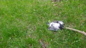 Вороны Нападают на людей и собак | Питбуль Атакует