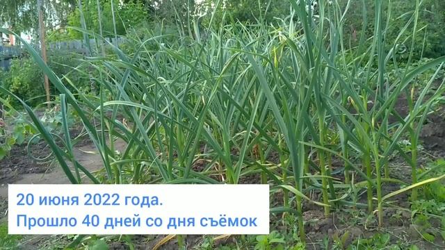 Опыт применения удобрения ТМ Находка - для лука и чеснока смотреть онлайн