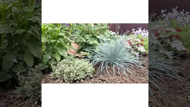 Мой цветник в начале июля. Полутеневые клумбы. Цветет карпатский колокольчик, энотера, эустома и др смотреть онлайн