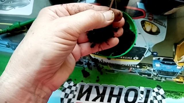 30.03.22 пересаживаю Ипомею Нил Марципановые звезды смотреть онлайн