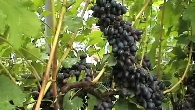 Ранний сорт винограда Кодрянка