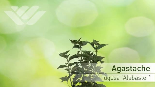 Agastache rugosa 'Alabaster' - Лофант Тибетский смотреть онлайн
