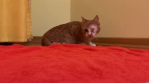 Одноглазый котенок ОТКАЗАЛСЯ от еды и воды. Он теряется в пространстве.