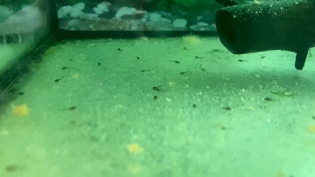 Новорожденные мальки коридорасов ( 2 суток) смотреть онлайн