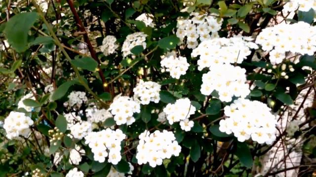 День Семьи Поздравления Открытки Картинки с Днем Семьи смотреть онлайн