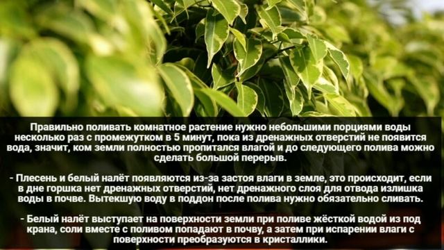 Как избавиться от плесени на земле? Плесень и белый налёт в горшках комнатных растений.