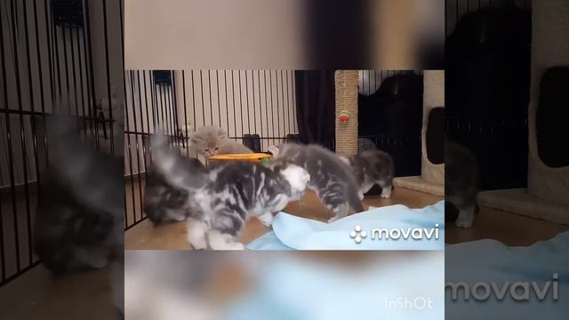 ПРОДАЖА. ШОТЛАНДСКИЕ КОТЯТА