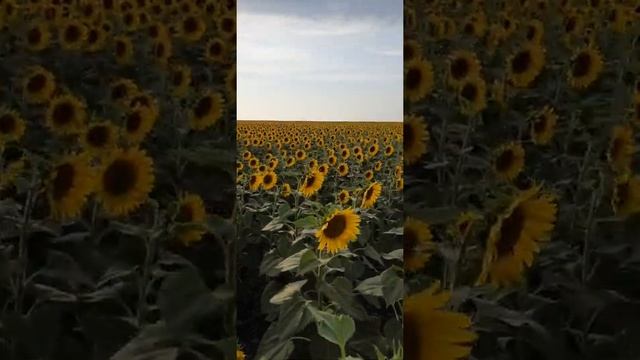 Очень поздний посев подсолнечника ,стоит ли рисковать? смотреть онлайн