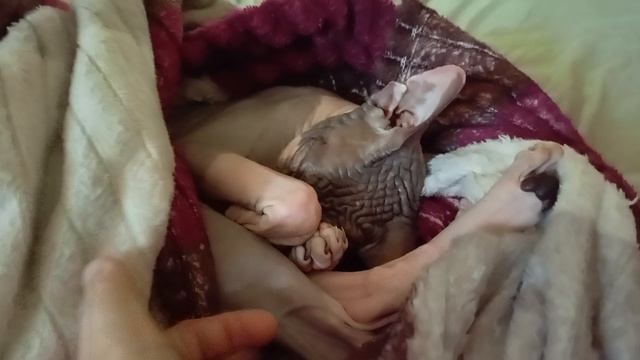 Принц