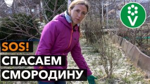 Не спешите выкорчевывать смородину! Реанимация кустов смородины