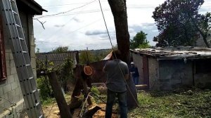 Заготавливаем древесину ЯБЛОНИ