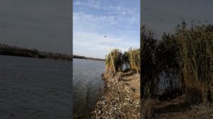 Рыбалка журавка