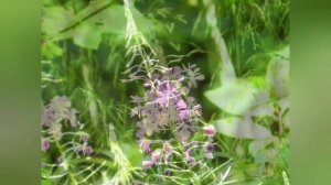 Расслабляющее пение птиц. Звуки природы. Релаксация Релаксация.mp4