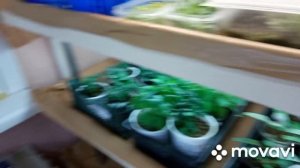 Большой обзор моих стеллажей с растениями