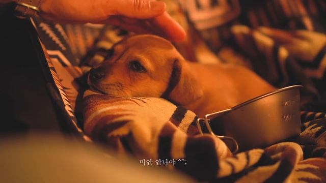 { 잠자는 숲 } 잠을 좋아하는 강아지와 행복한 숲속캠핑 | 감성캠핑 | 애견캠핑 | 솔로캠핑 | 캠핑필름 | 진돗개