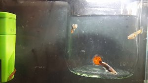 Запускаю самцов Гуппи к самкам.