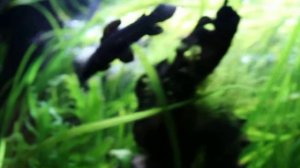 Сом Таракатум в Аквариуме 215л. (Hoplosternum thoracatum)