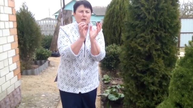 Бузульник - украшение сада в теневом бордюре
