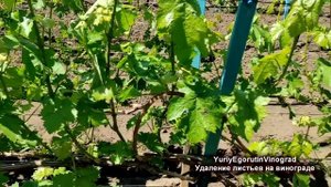 ? Даже НЕ ДУМАЙТЕ удалять ЭТИ листья на винограде. Какой лист САМЫЙ ГЛАВНЫЙ на побеге?