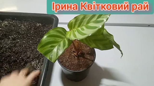 Все про рослини.Калатея.Коли і як та в чому ростуть марантові?