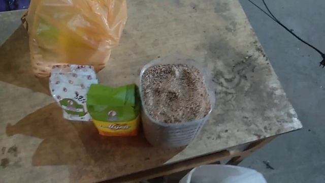 рецепт корма для клариевого сома