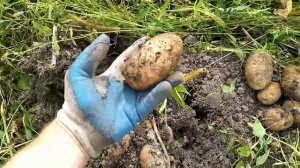 Взвешиваю картофель Лидер и Удачу