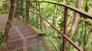 Самшитовая Роща. Хоста.