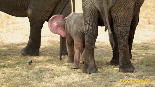 Розовый слон существует! смотреть онлайн