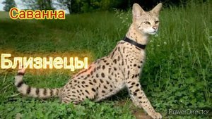 Какая ты кошка по ЗЗ (Ч. 2)