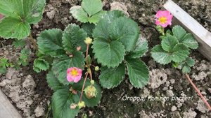 523.Урожайная ремонтантная  клубника для средней полосы
